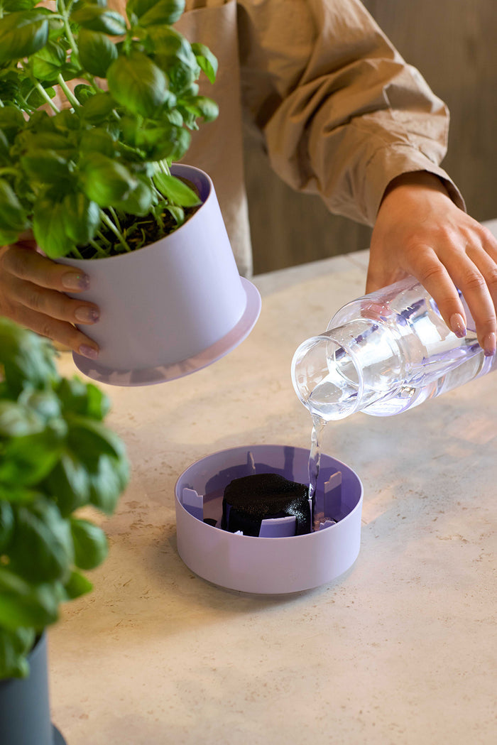 Billund self-watering pot, blueberry