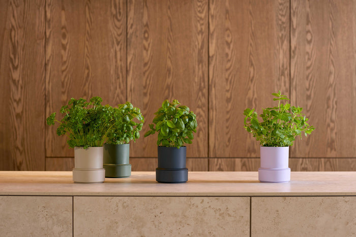 Billund self-watering pot, lavender