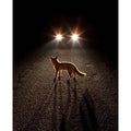 Martin Usborne: One Picture Book #79: Fox About Town